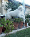 Flying Poodle